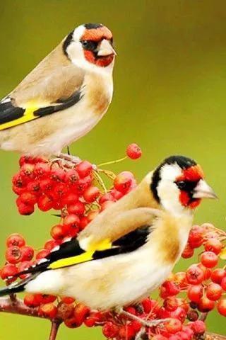 可愛漂亮的小鳥（圖片欣賞）