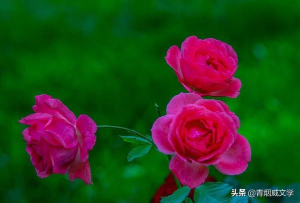 漢宮春 醉紅塵 （外二首）