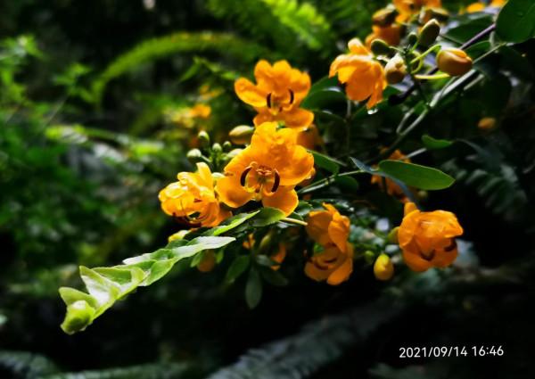 雙莢決明,秋日的色彩 雙莢決明,秋日的色彩