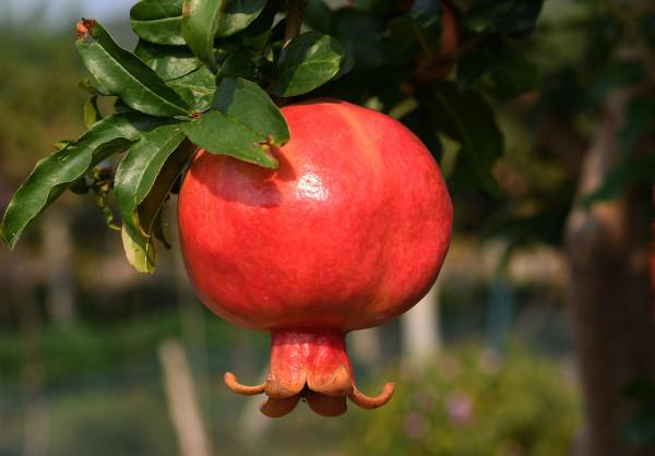 盆栽樹木有哪些？這3種很適合，養在陽臺都可以開花結果