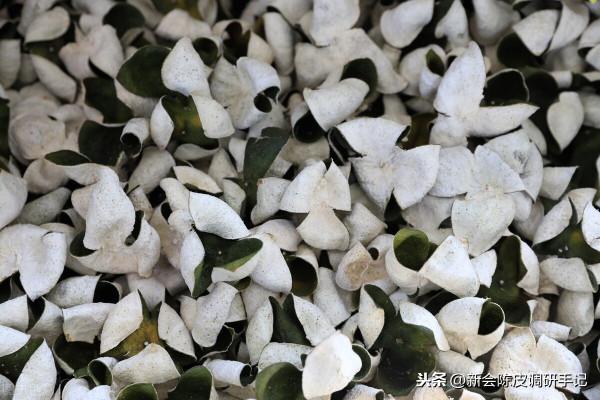 “耕地紅線”下的新會陳皮,是否需設立新會柑“保育區”? “耕地紅線”下的新會陳皮,是否需設立新會柑“保育區”?