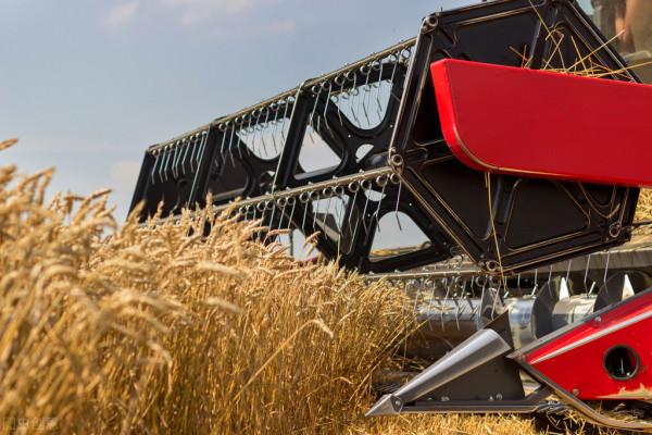 小麥進入震盪期！區域性繼續上漲