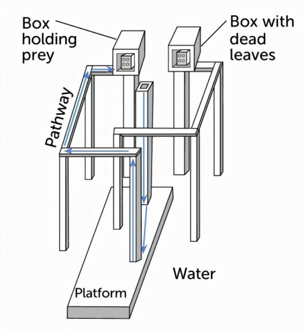 跳蛛非凡的感官捕捉到了我們無法感知的世界 跳蛛非凡的感官捕捉到了我們無法感知的世界