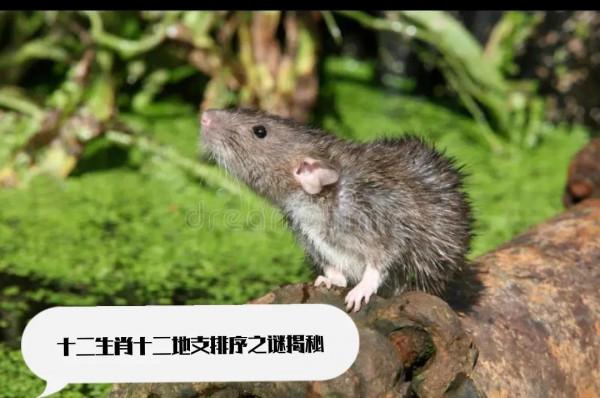 十二生肖十二地支排序之謎揭秘