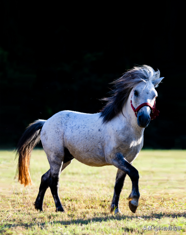 今日科技話題：新型柔性顯示膜材料、中國家馬、巨型鋰礦帶、自適應電晶體、小型條紋章魚模式動物、裸鼴鼠