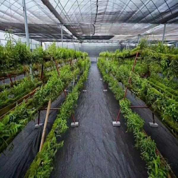 防草布是一種什麼布