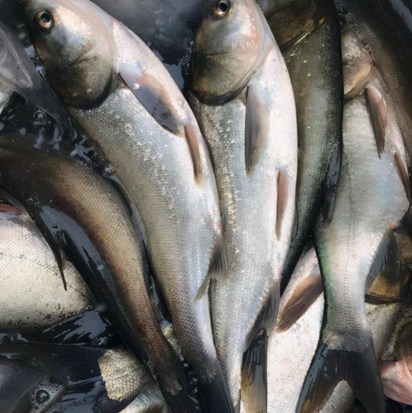 四大家魚的鰱魚，曾風光無限是做臘魚的首選，如今淪為“廉價魚”