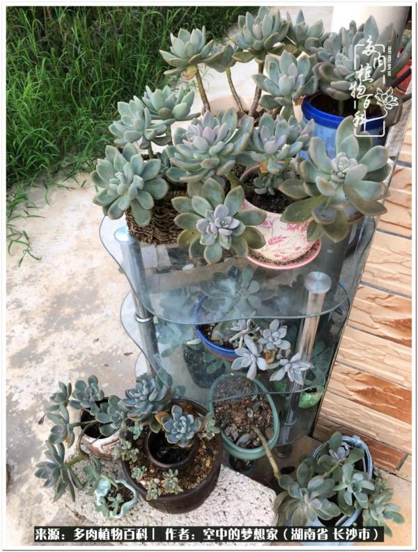 北陽臺黨，也有個多肉花園夢