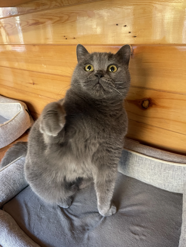 《論“肚腩”對小貓咪的重要性》