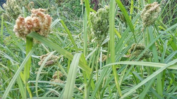 它的葉子像牛筋草，果實被稱為“黑珍珠”，營養價值高，你認識嗎