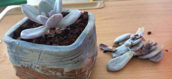 多肉生出“小鬍鬚”，是在“求救”？6點原因，其中2點要換盆