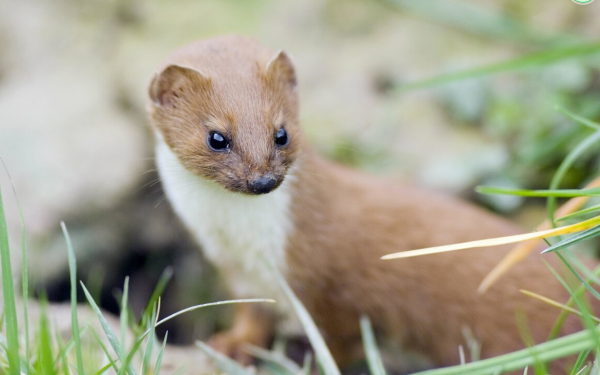 民間故事：妻子消失，丈夫苦尋7天，被老道攔住：何必牽掛黃鼠狼