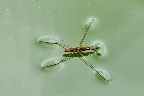 長得像蚊子,經常會在水面“溜冰”,被稱賣香油的,它是什麼蟲? 長得像蚊子,經常會在水面“溜冰”,被稱賣香油的,它是什麼蟲?
