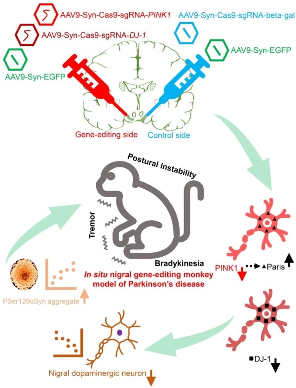 科學家建成具備帕金森核心表型的基因編輯成年獼猴模型