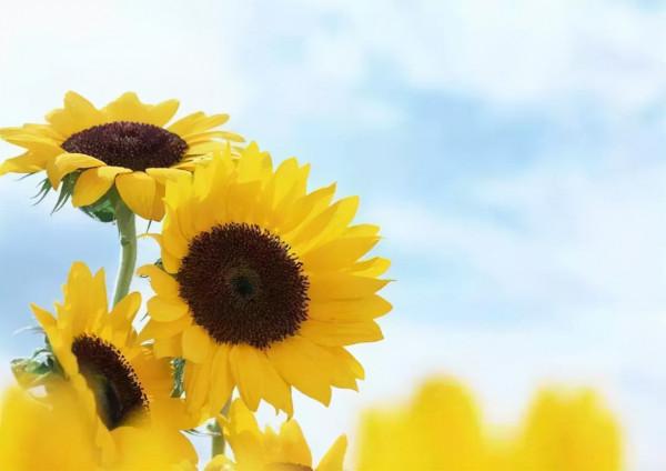 更年期的&OpenCurlyDoubleQuote;知己&rdquo;？桂圓或排最後，建議平時多吃點，或能延緩衰老