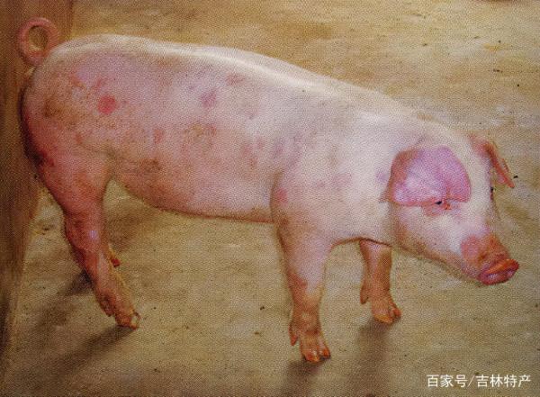 豬食鹽中毒怎麼治