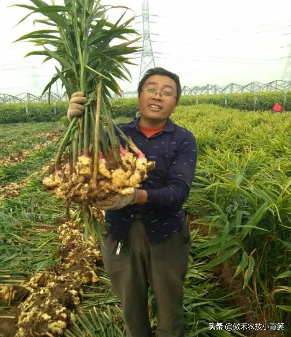 生薑採收分為收種姜、收嫩姜、收老薑,3次採收的時間與方法不同 生薑採收分為收種姜、收嫩姜、收老薑,3次採收的時間與方法不同