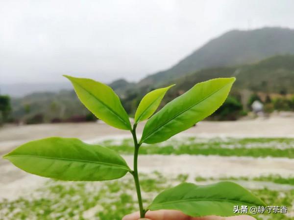 王者之氣君子之道——芝蘭香