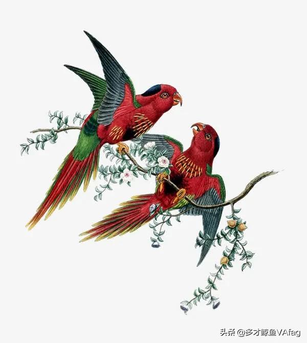 紅頭喜鵲鳥,報喜鳥 紅頭喜鵲鳥,報喜鳥