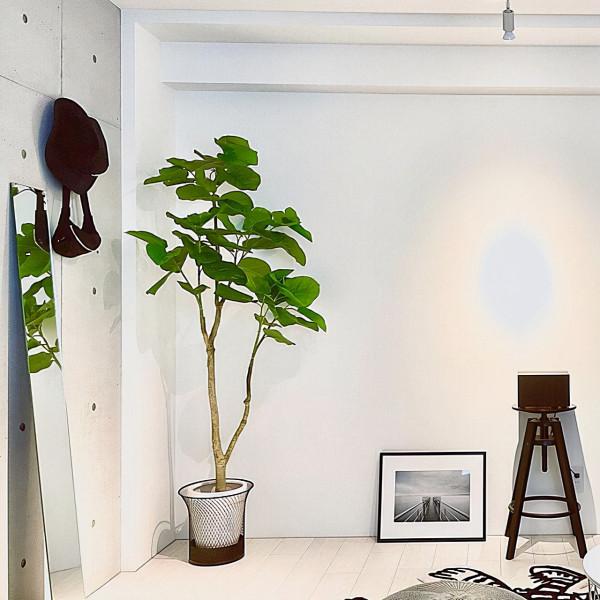 乾淨整潔的白色房間，配上不同品種，不同大小的綠植，效果大不同