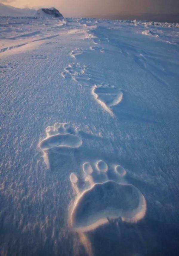 34張罕見的照片,老虎被訓得動都不敢動,小狗指揮主人倒車 34張罕見的照片,老虎被訓得動都不敢動,小狗指揮主人倒車