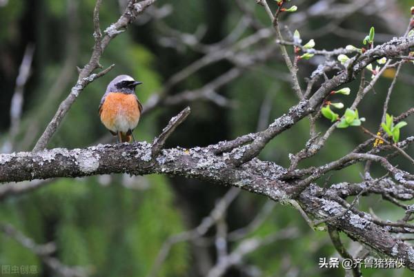 誰說山東每個縣都有鳳凰臺遺址?不!我只發現了6個 誰說山東每個縣都有鳳凰臺遺址?不!我只發現了6個