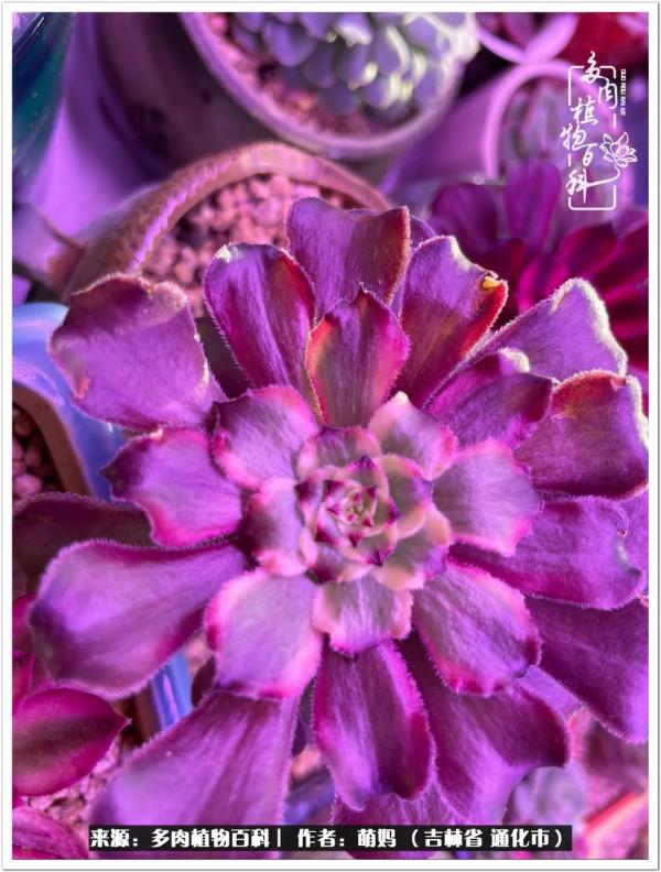 多肉給予的美好生活:有一個愛好是一件多麼奇妙的事兒 多肉給予的美好生活:有一個愛好是一件多麼奇妙的事兒