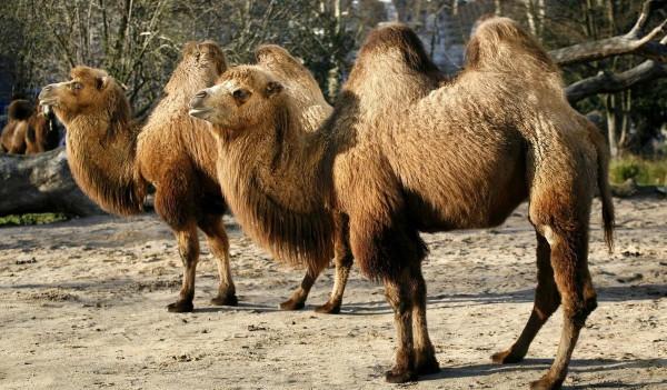 在沙漠中遇到死去的駱駝，為什麼不能碰？碰了後果有多嚴重？