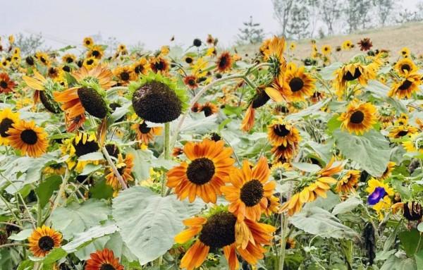 金秋去哪看向日葵花海?這三處強推!有的還能露營~ 金秋去哪看向日葵花海?這三處強推!有的還能露營~