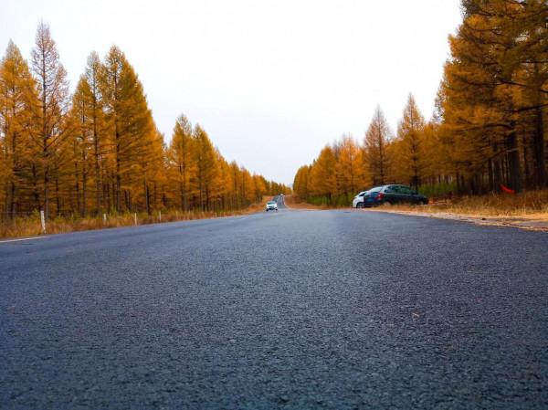 滿目金黃，又想壩上草原了（二）