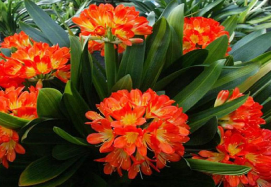 14種“過年花”，一個比一個大氣美麗，喜慶吉祥，超有幸福感