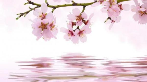 翠鳥醉春風（原創）