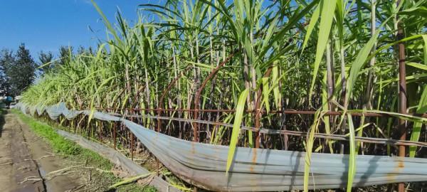 龐各莊甘蔗豐收了