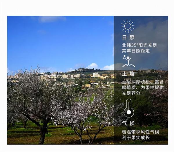 種植巴旦木樹苗前景怎麼樣？什麼樣的條件適合種植巴旦木苗木？