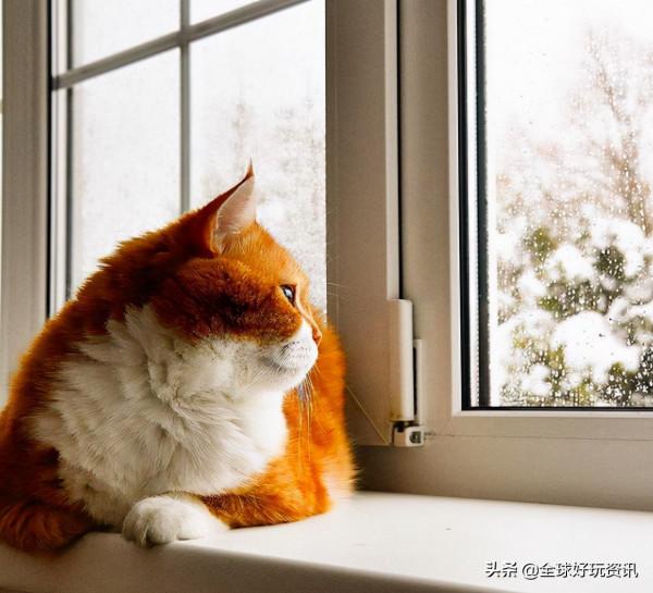 民間貴妃橘～貓（Russia 喵）