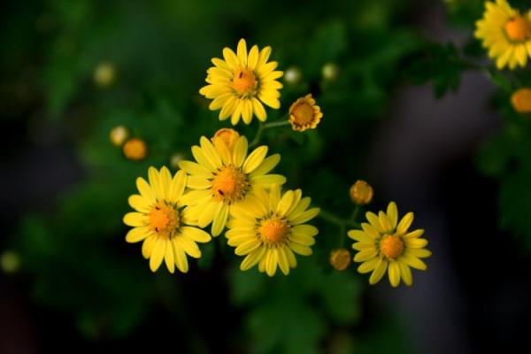 每日中藥——野菊花 每日中藥——野菊花