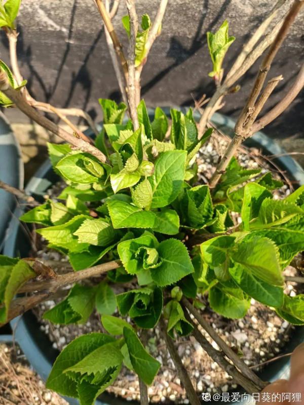 超耐陰的繡球花，放陰涼地也能開爆盆，顏色奼紫嫣紅