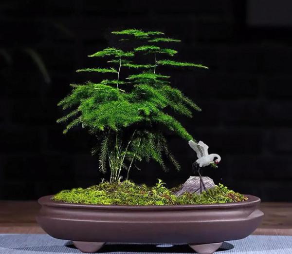 一盆一景一世界 一盆一景一世界