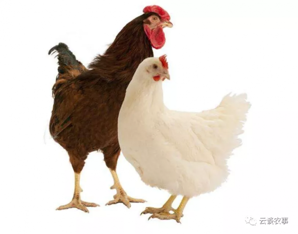 雞的品種與分類&mdash;&mdash;居然有這麼多品種？