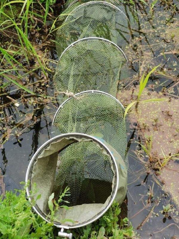 黃花錦簇白馬湖