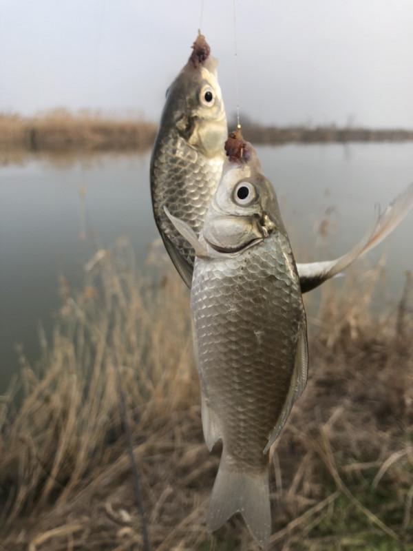 首次體驗冰窟釣魚，收竿時魚口還是那麼暴躁