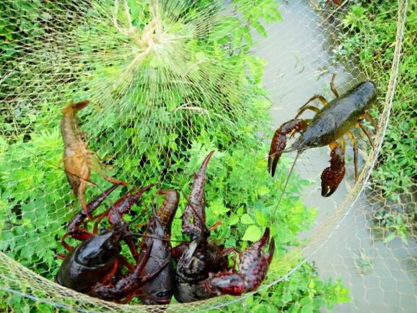 秋天愛吃龍蝦？還不帶上裝備出動，釣龍蝦的全套攻略送給大家