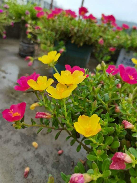 愛上養花之後,會被5種福氣包圍,花友:太幸福了 愛上養花之後,會被5種福氣包圍,花友:太幸福了