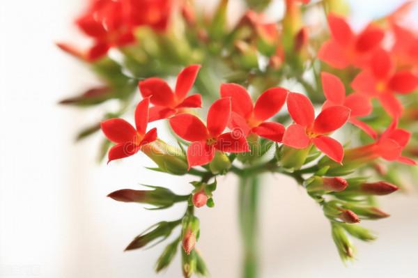 想讓家裡紅紅火火，10種“火紅”花草種起來，種出個“喜氣洋洋”