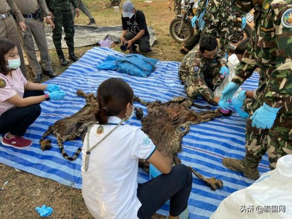 泰國野生老虎疑似因吃村民家牛 被剝皮拆骨
