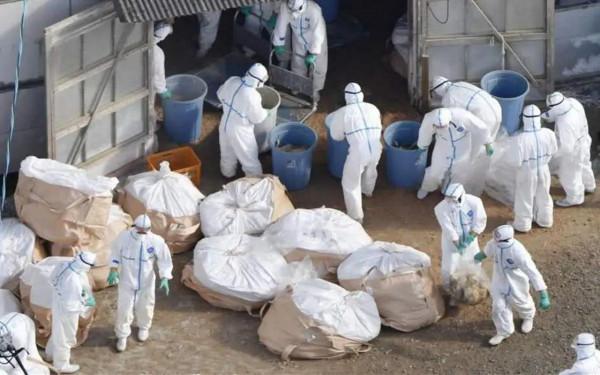 世界僅剩4個新冠病毒0感染國家，他們是怎麼做到的？