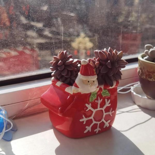 曬曬家裡的小綠植