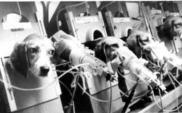 為證明吸菸無害，英國菸草公司讓狗每天吸30支菸，三年後結果如何