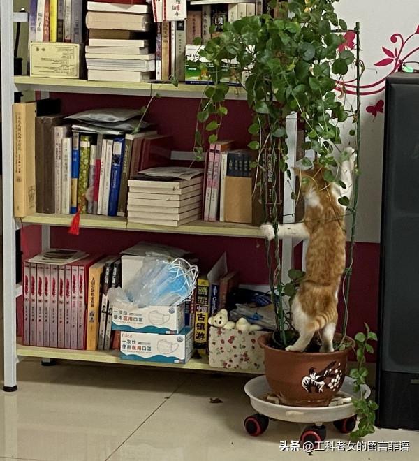 花盆裡長貓了 花盆裡長貓了