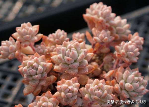 多肉根系越長就越好？並非如此，有時根系過長反而說明養法有問題